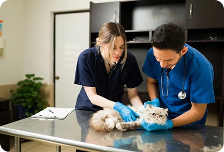 Veterinary team